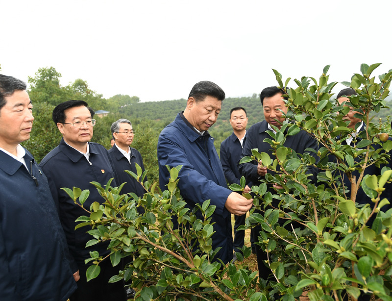 　　9月16日至18日，中共中央總書記、國家主席、中央軍委主席習近平在河南考察。這是17日上午，習近平來到信陽市光山縣槐店鄉(xiāng)司馬光油茶園，實地察看油茶樹種植和掛果情況。新華社記者 謝環(huán)馳 攝